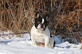 BOULEDOGUE FRANCAIS 979